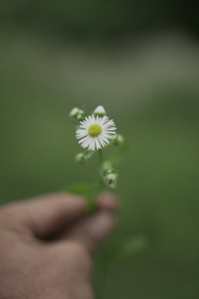 白色纯洁雏菊摄影素材