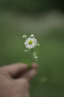 白色纯洁雏菊摄影素材 白色纯洁雏菊摄影素材