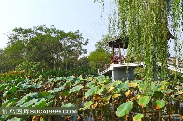 西溪园林风景素材