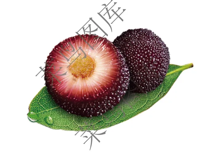 杨梅免抠图ai矢量模版下载