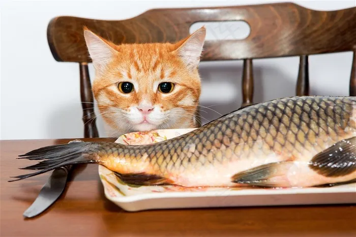 看着鲫鱼的花猫咪图片
