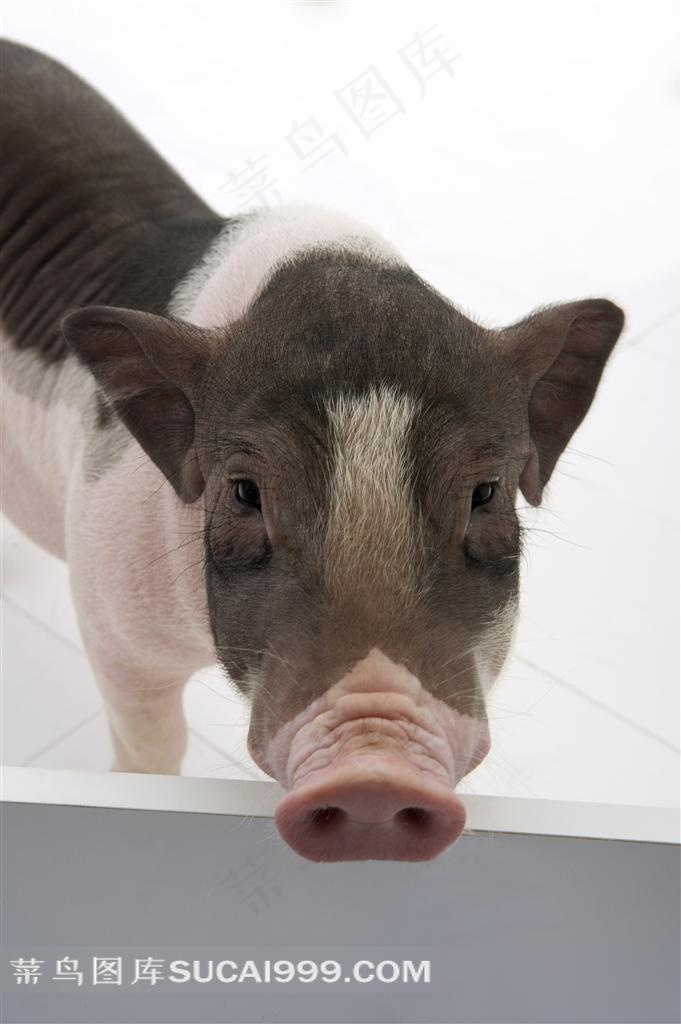 宠物猪猪嘴高清图片