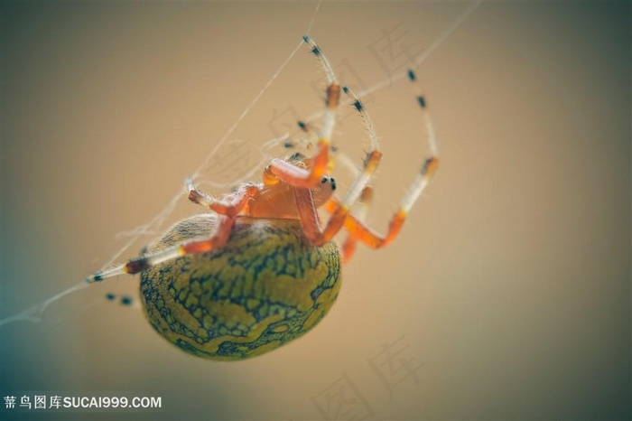 高清蜘蛛图片
