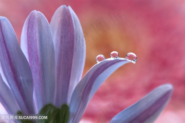唯美水珠花瓣鲜花图片