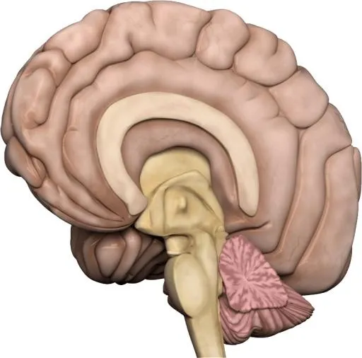 大脑 PNG免抠(799x791)