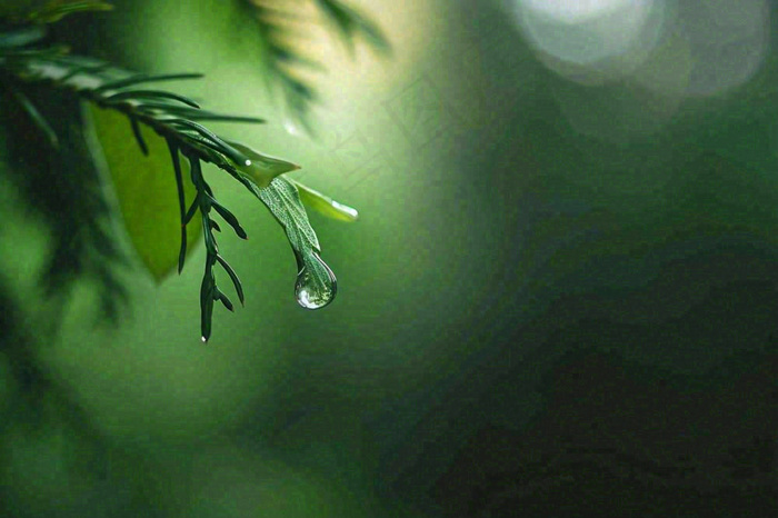 绿色树林里面下雨过后的松枝挂着水滴摄影图(1344x896)