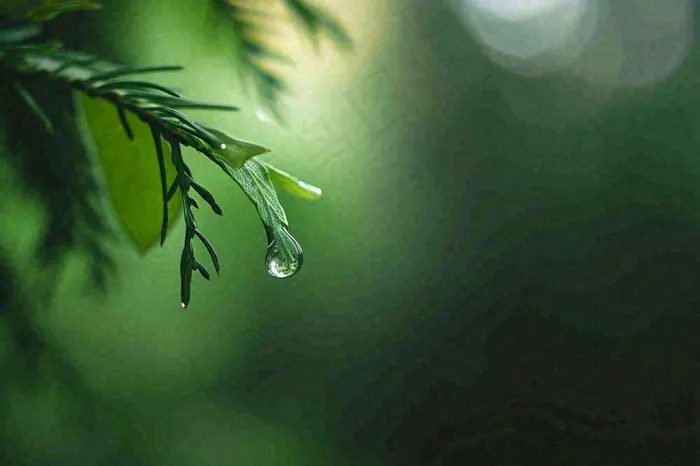 绿色树林里面下雨过后的松枝挂着水滴摄影图(1344x896)