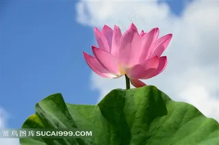 蓝天下盛开的荷花