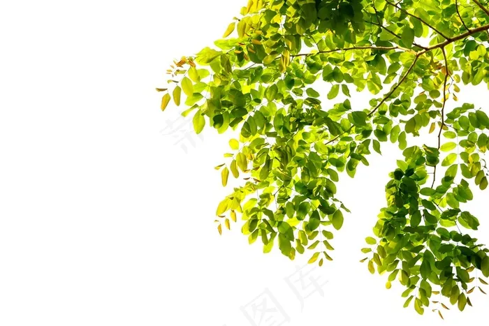 绿色树叶边框设计素材