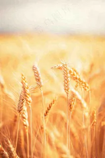 秋天收获小麦收割落日，秋分芒种小满粮食摄影图