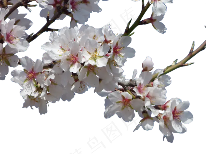 花朵, 杏仁树, 开花, 裁剪图像