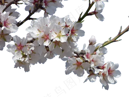 花朵, 杏仁树, 开花, 裁剪图像 花朵, 杏仁树, 开花, 裁剪图像