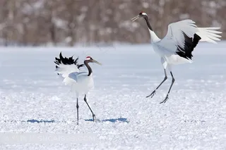 白色的丹顶鹤鸟类图