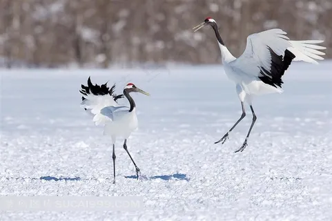 白色的丹顶鹤鸟类图 白色的丹顶鹤鸟类图