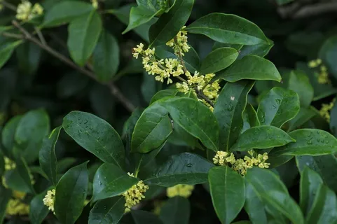 香甜的金色桂花摄影图片 香甜的金色桂花摄影图片