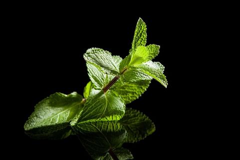 一枝漂亮的薄荷叶