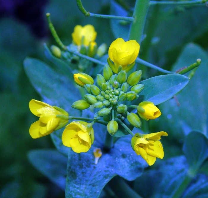 原创油菜花摄影素材