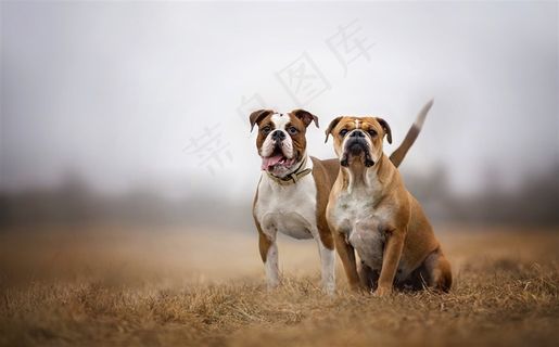 田地里两只斗牛犬高清摄影图片