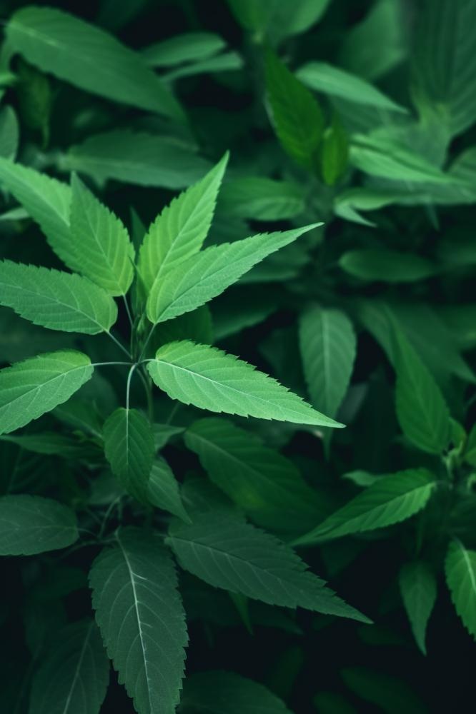 简约树叶清新绿色大气摄影背景