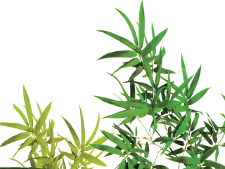 竹子水墨画中国风国画墨水书法竹子画