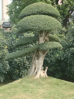 发财树图片 发财树图片