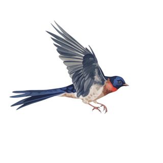 燕子动物装饰元素