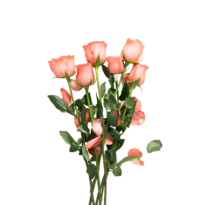 玫瑰花情人节免扣