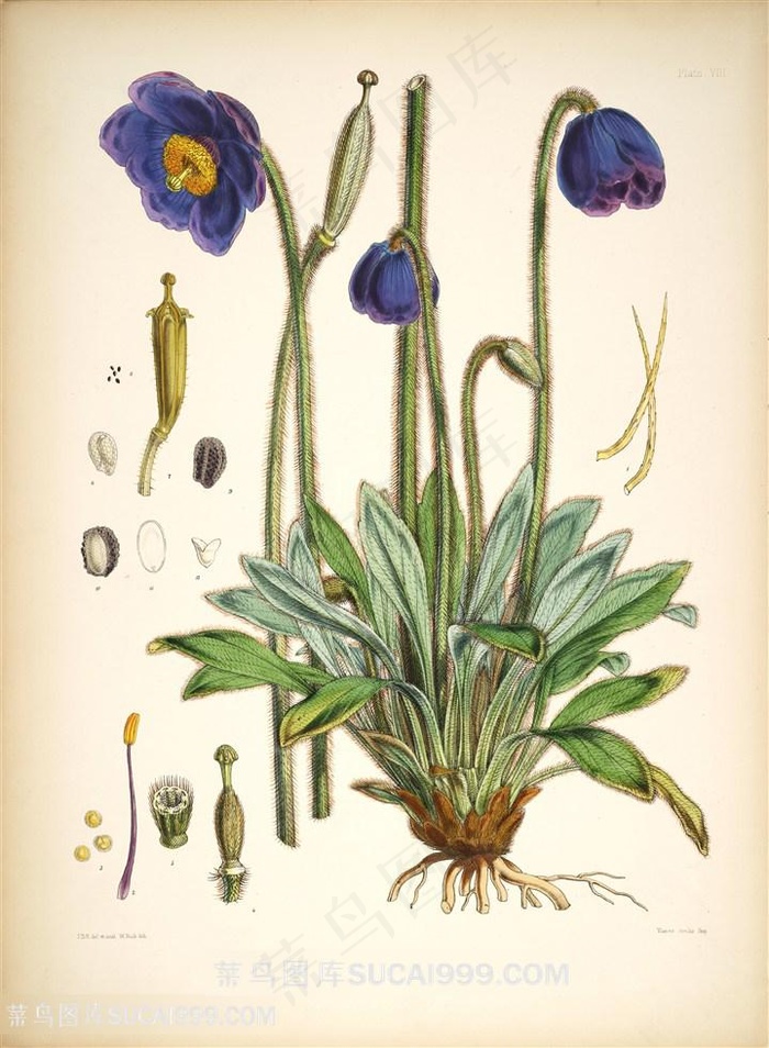 唯美蓝色花卉植被装饰画插画