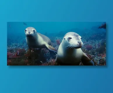 结伴的小海狮 结伴的小海狮