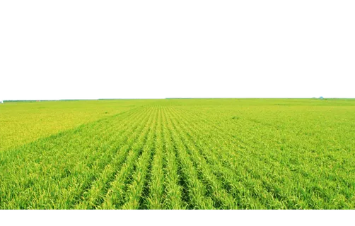 现代农业绿色麦田