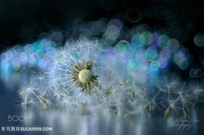 唯美梦幻蒲公英鲜花图片