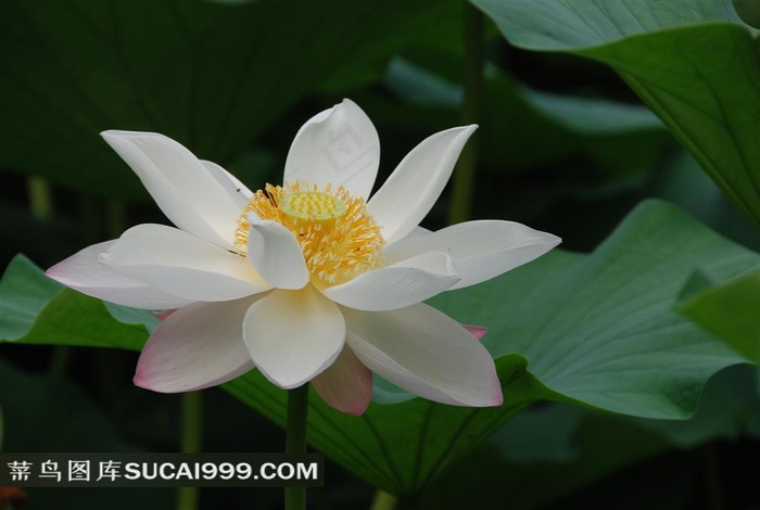 白荷花摄影素材