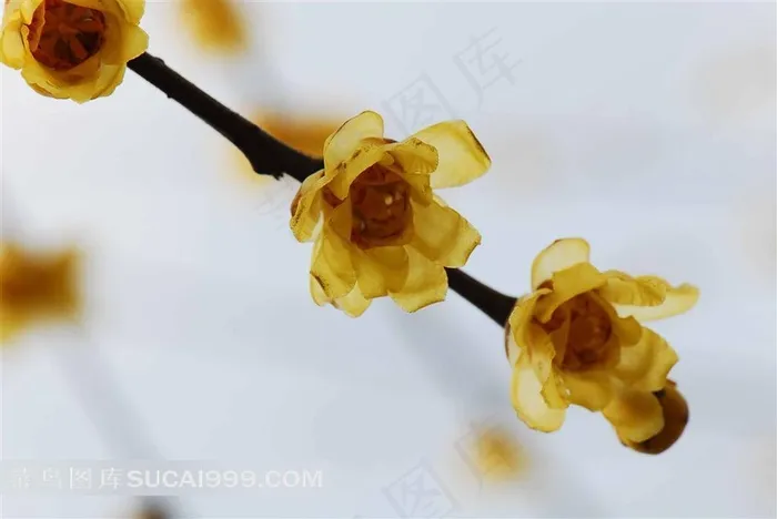 美丽的腊梅花