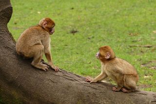 两只猴子玩耍图片
