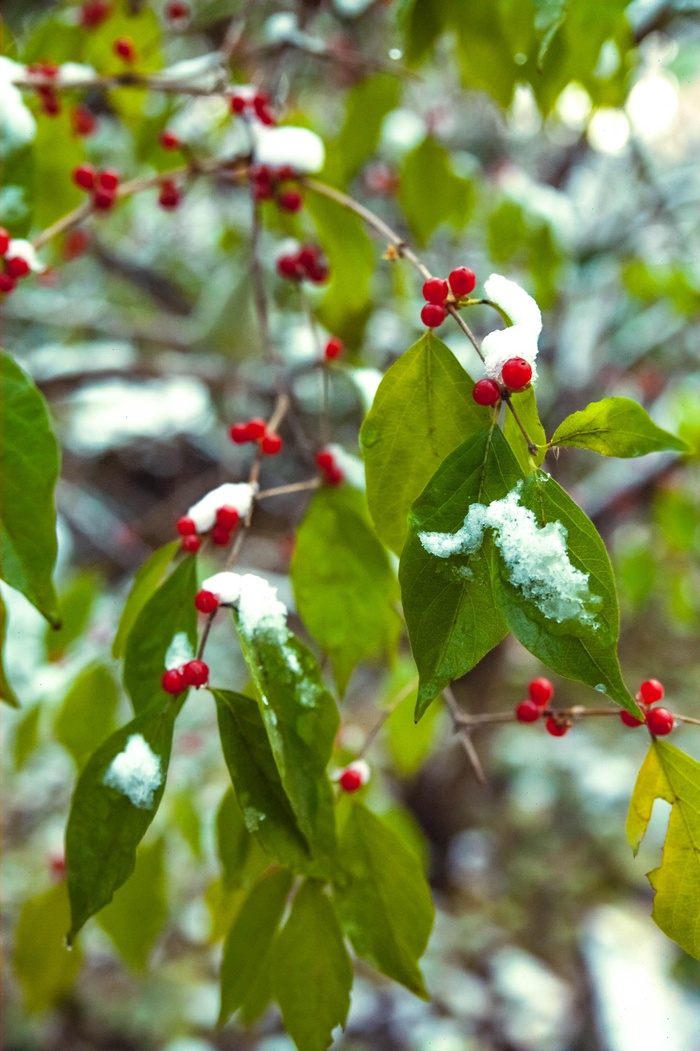 落雪植物绿色红色公园初冬