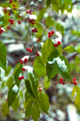 落雪植物绿色红色公园初冬