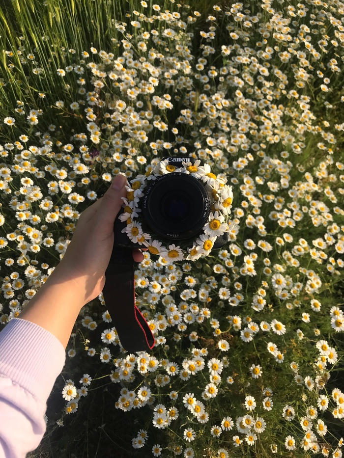 白色纯洁雏菊摄影素材