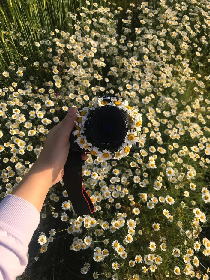 白色纯洁雏菊摄影素材