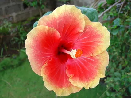 木槿花微距花朵图片 木槿花微距花朵图片