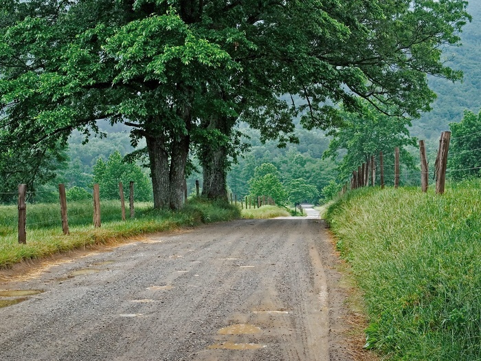 树与小路 