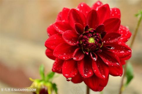 高清雨后的红色大丽花鲜花图片