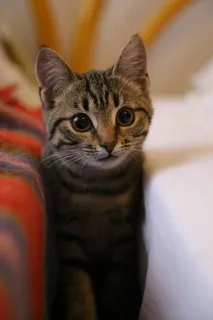 中华狸花猫图片 中华狸花猫图片