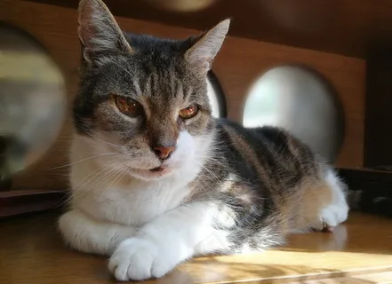呆萌宠物猫图片 呆萌宠物猫图片