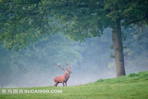 森林中的靡鹿图片素材