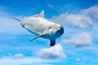 蓝天白云和海豚
