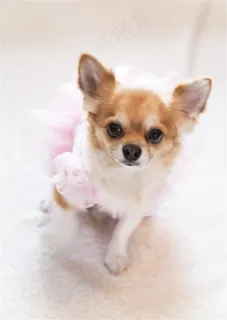 宠物狗机灵图片素材