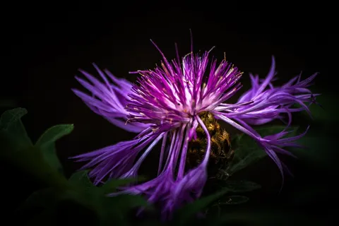 矢车菊紫色花朵图片 矢车菊紫色花朵图片