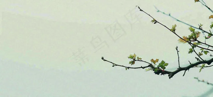 春天枝叶萌芽发芽绿叶，简约清新立春摄影图(1616x736)