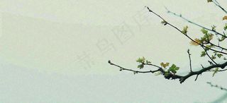 春天枝叶萌芽发芽绿叶，简约清新立春摄影图