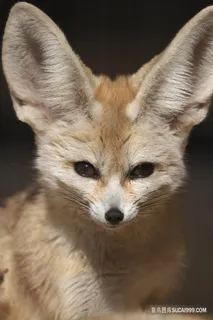 沙漠狐狸正脸野生动物图片